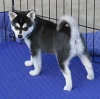 Male and female husky ready now