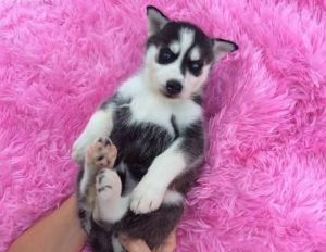 Siberian Husky Puppies