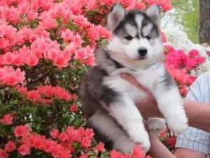 Male Husky - Blue Eyes $300.00