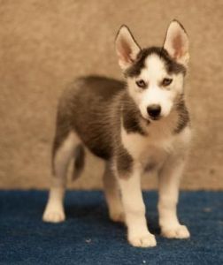 Home raised male Siberian Husky for adoption