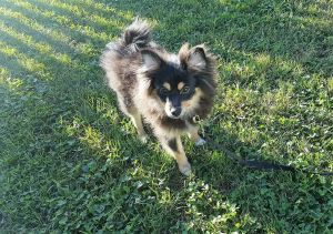 Pomsky(siberian Husky/pomeranian)