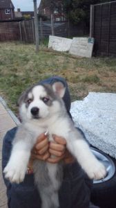 Awsome two spacial Siberian Husky puppies text *** *** ***0