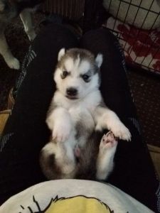 cute siberian husky *** *** ***0
