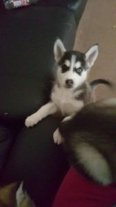 Last Girl Husky pup Ready Now!!