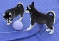 fgf Siberian Husky puppies for adoption now. (***) ***-***9 cff
