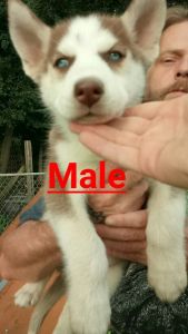 Akc siberian husky pups copper and white
