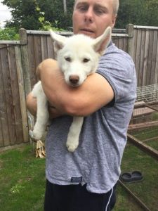 Adorable M/F Siberian Husky pups