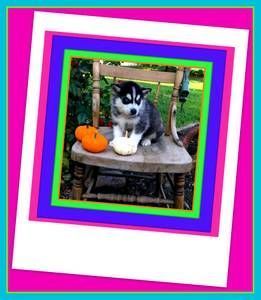 X-MAS PUPPIES AVAILABLE