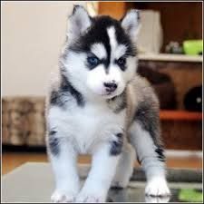 Cute Siberian Husky For Any Petzlover Home in Hampton