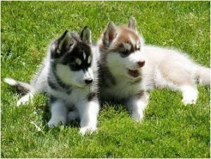 Akc Pure Breed Siberian Husky Puppies