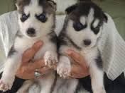 Cute Siberian husky Puppy for adoption for x mass (***) ***-***5