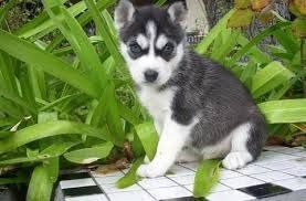 Siberian Husky For Any Lovely Home.
