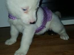 blue eye siberian husky puppies