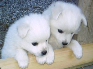Top quality Male and Female huskies puppies(