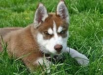 AKC Deberian Husky available ***