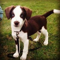 Stunning Siberian Spaniel's - Ready Now