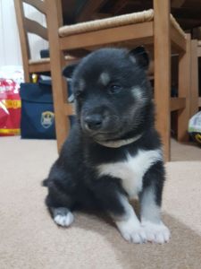 Beautiful Kc Reg Siberian Husky pups