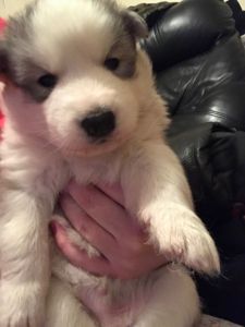 Full Breed Husky Pups
