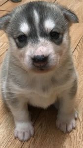 Amazing Siberian Husky Puppies