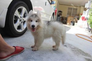Looking for husky puppy