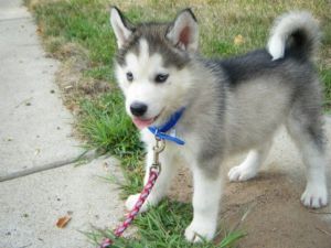 Healthy Siberian Husky Puppies