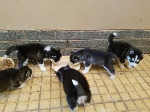 Blue Eyes Siberian Husky Puppies Ready For new home.