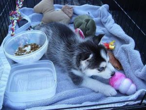 Akc Pure Breed Siberian Husky Puppies.text me at***