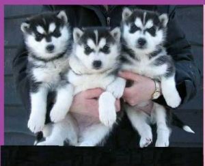 Siberian Husky Puppies