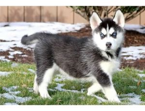 Beautiful Husky Puppies Available ***