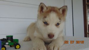 8 wk old Siberian Husky Puppies