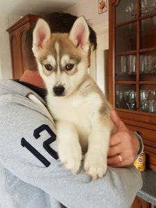 Kim needs a home.. small re-homing needed-$300