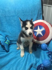 Stunning Siberian Husky Puppies