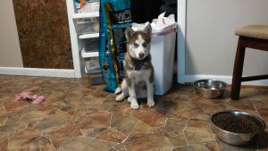 Siberian Husky CKC