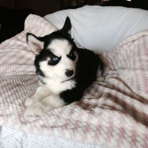 Husky for sale