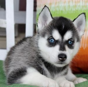 Perfect AKC Blue Eyes Siberian Husky Puppies- (***) ***-***8