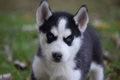 2 beautiful Siberian Husky puppies