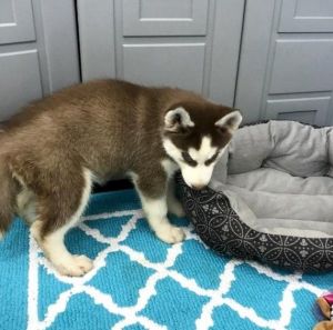 Pedigree Siberian Husky Pups Last 2 Left