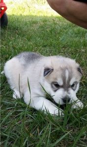 Villy siberian husky puppies need a good home