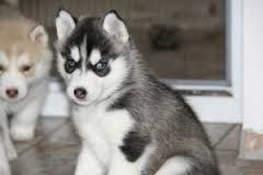 PURE BRED SIBERIAN HUSKIE PUPPIES FOR ADOPTION