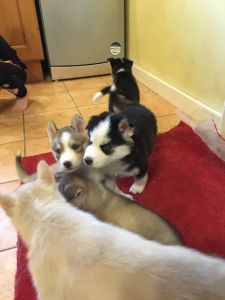 Siberian Husky puppies for sale