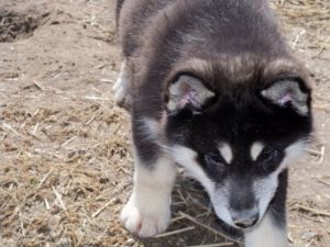 Siberian Husky Puppies (***) ***-***4