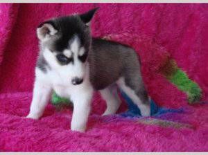 Good lookig siberian husky puppies for adoption (***) ***-***2