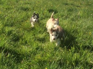 Husky Puppies