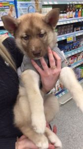 Fawn Rare Husky Colour