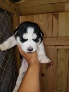 Siberian husky puppies