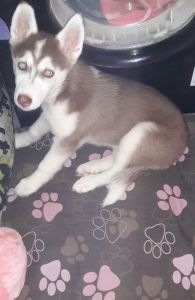 Siberian Husky For Sale