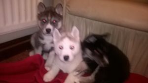 Siberian Husky Puppies