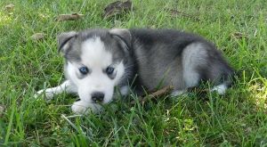 Blue, Blue eyes?! Harry has them!