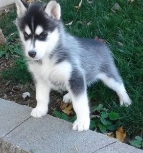Sweet Husky pups for sale ***