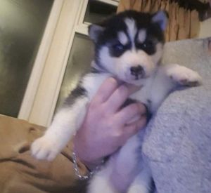 siberian Husky Pups (1 Female Left)